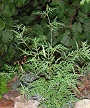 Ambrosia artemisiifolia 10444mini