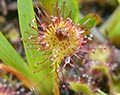 drosera espèce protégée sur le territoire des Martys