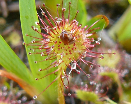 drosera